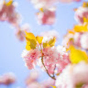 Meet your Posher, Alanna